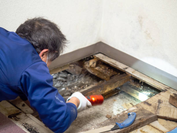 Best Toxic Mold Removal  in Ketchum, ID
