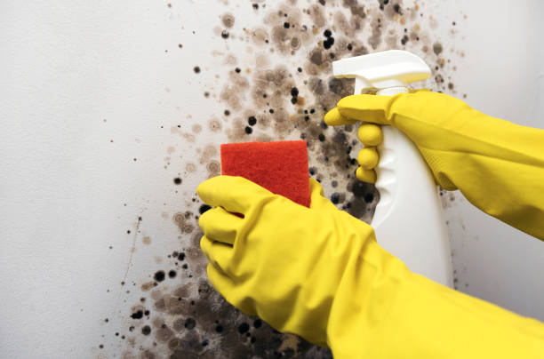 Best Black Mold Removal  in Ketchum, ID