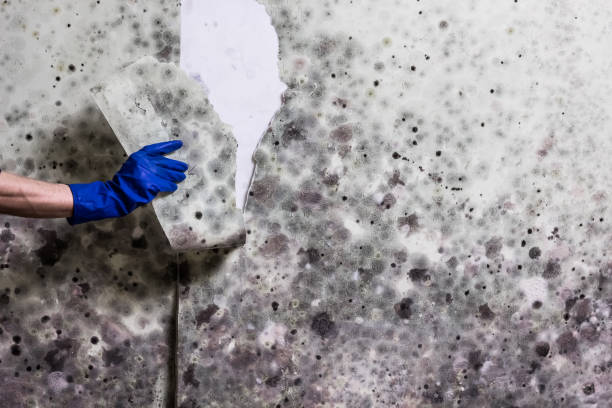 Best Black Mold Removal  in Ketchum, ID