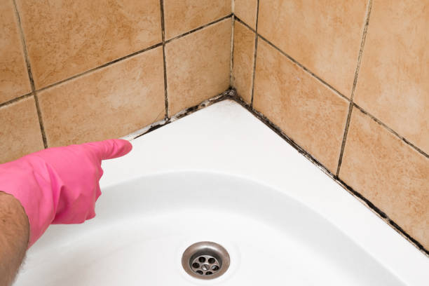 Best Commercial Mold Removal  in Ketchum, ID